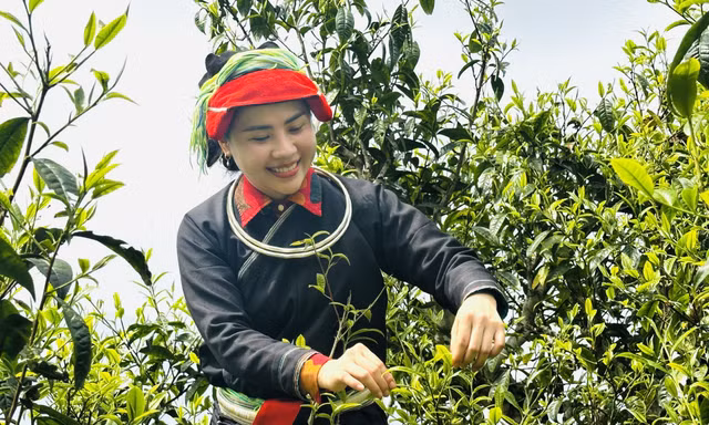 Lên Tây Côn Lĩnh thưởng trà Shan tuyết cổ thụ