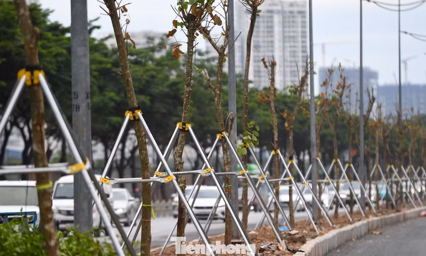 Cận cảnh hàng trăm cây Chiêu Liêu trên cống hộp ở Hà Nội