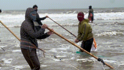 Nghề 'đi giật lùi' ở biển