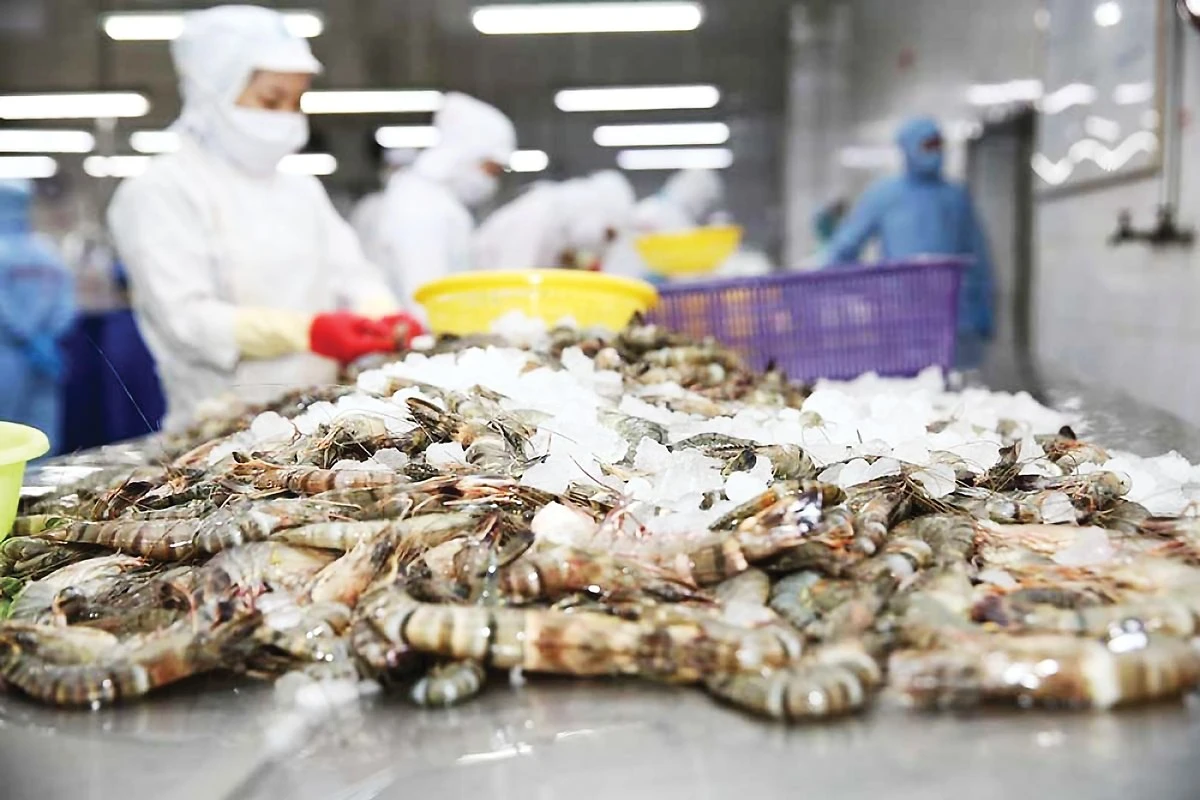 Mỹ Giảm Mạnh Thuế Chống Bán Phá Giá Đối Với Tôm Việt Nam, Từ 35,29% Xuống Còn 4,58%