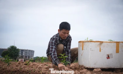 Nông dân Thủ đô tính bài toán ‘lấy ngắn nuôi dài’ sau vụ đào Tết