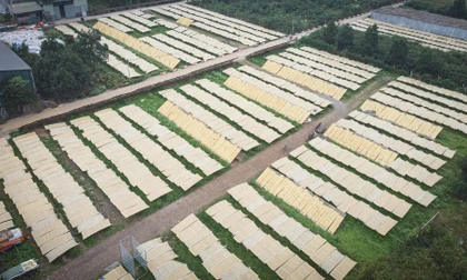 Làng miến dong nổi tiếng Thủ đô hối hả vào vụ Tết