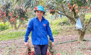 Ðoàn viên, thanh niên tình nguyện bẻ vải giúp gia đình có hoàn cảnh khó khăn