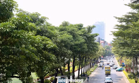 Diện mạo đường phố Hà Nội sau đợt cắt tỉa hoa sữa