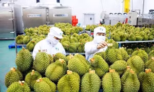 Việc Trung Quốc ra quy định mới giúp ngăn chặn tình trạng gian lận mã số vùng trồng, mã số cơ sở đóng gói diễn ra nhức nhối trong thời gian vừa qua.