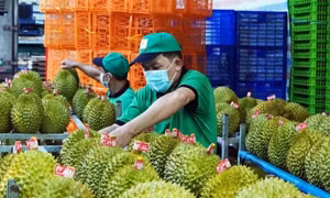 Xuất khẩu sầu riêng cao nhất từ trước đến nay