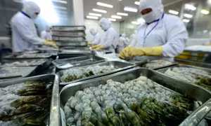 Yêu cầu tôm Việt xuất châu Âu phải 'ngất hoàn toàn'