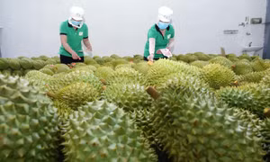 Giá sầu riêng tăng cao nhất 3 năm qua 