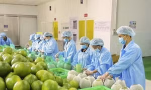 Vì sao Úc dừng nhập bưởi Việt Nam chỉ sau 5 tháng mở cửa?