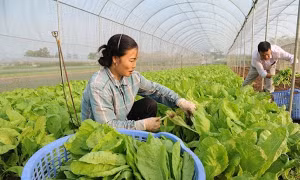 Chuyên gia chỉ thẳng bất cập rau quả xuất khẩu có vùng trồng, trong nước bỏ ngỏ