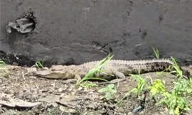 Phát hiện cá sấu nằm phơi nắng dưới kênh ở TPHCM