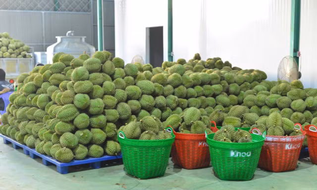 Tin vui với sầu riêng 