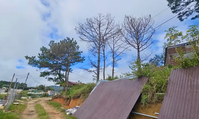 Thông tin mới về vụ nhiều cây thông cổ thụ chết khô bất thường ở Lâm Đồng