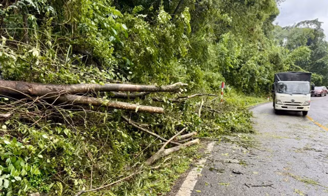 Mưa lớn làm nhiều cây rừng ngã đổ trên đèo Bảo Lộc