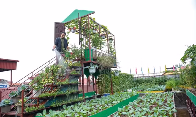 Ám ảnh rau bẩn, người Hà Nội thuê vườn, cải tạo đất hoang trồng rau sạch