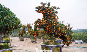 Độc lạ quýt hình ngựa có giá hàng chục triệu đồng ở thủ phủ cây cảnh Hưng Yên