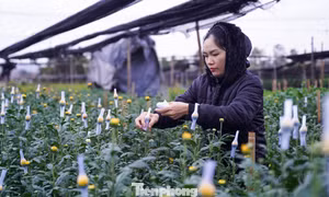 Người dân Hà Nội co ro xuống vườn chăm hoa Tết giữa giá rét 10 độ C