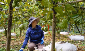 Làng phật thủ lớn nhất miền Bắc khan hàng đẹp vụ Tết