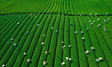 Mê mẩn đồi chè Mộc Châu mùa xuân