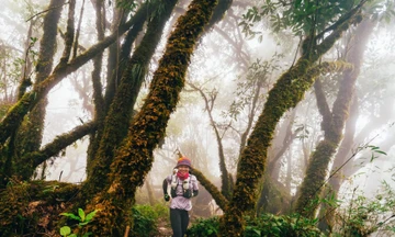 Mục sở thị khu rừng nguyên sinh 'độc nhất vô nhị' ở Sơn La 