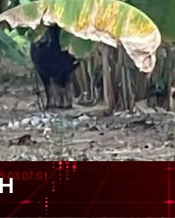 TIN NHANH: Vụ con trâu gây án rồi 'vượt biên', có làm thay đổi trách nhiệm?