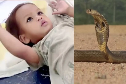 Hy hữu: Em bé hai tuổi cắn chết rắn hổ mang chúa