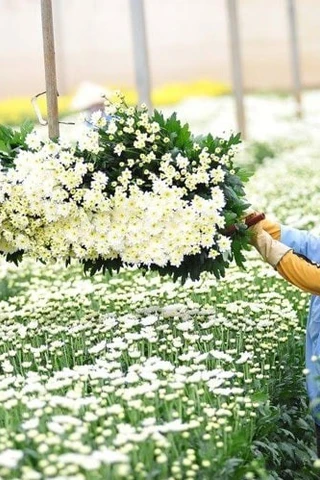 Lá tre bỗng dưng đắt khách, loài hoa dân dã trở thành 'ngôi sao' 
