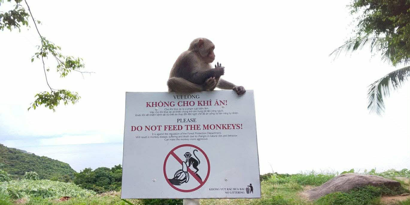 Biển b&aacute;o cấm cho khỉ ăn tr&ecirc;n b&aacute;n đảo Sơn Tr&agrave;