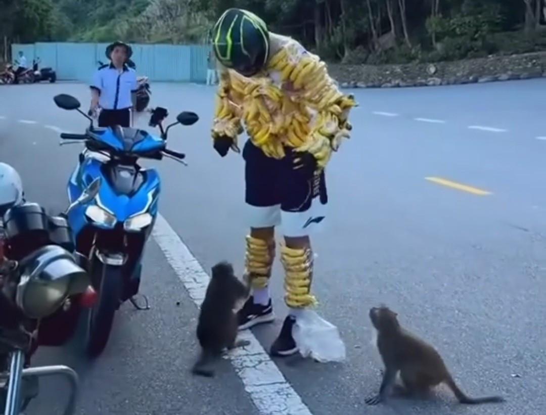 Khỉ x&ocirc;ng tới lấy chuối tr&ecirc;n người du kh&aacute;ch tại Sơn Tr&agrave;