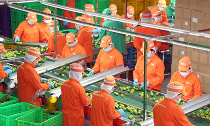 EU giảm gần 50% cảnh báo vi phạm với nông sản Việt