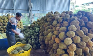 Năm 2025, sản lượng sầu riêng của tỉnh Đắk Lắk ước đạt 390.000 tấn. Ảnh: Tuấn Nguyễn