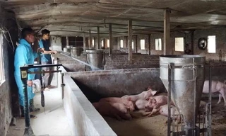 Bệnh dịch tả lợn châu Phi tại Hà Nội ngày càng diễn biến phức tạp. Ảnh: Hải Hà