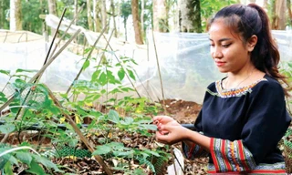 Người dân trồng sâm Ngọc Linh. Ảnh: NN