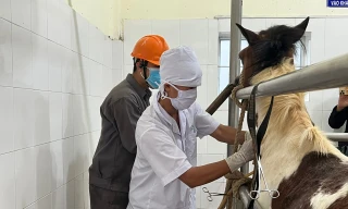 Trại 'nuôi ngựa cứu người' và liều thuốc sinh tử