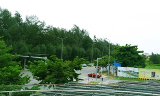 Rừng phi lao tạo nên mảng xanh cuối đường biển Nguyễn Tất Thành
