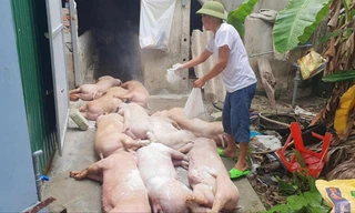 Người dân rắc vôi tiêu hủy dịch tả lợn châu Phi