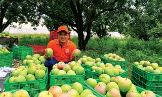 Đặng Thế Truyền thu hoạch xoài tại vùng nguyên liệu nông sản Khánh Hòa 