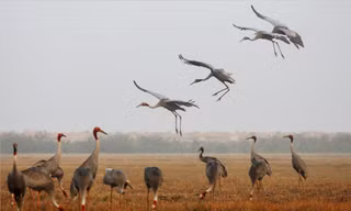 Sếu đầu đỏ tại Vườn Quốc gia Tràm Chim. Ảnh: N.V. Hùng