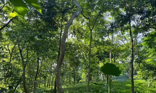 HADICO và khát vọng "rừng trong phố" của thủ đô 