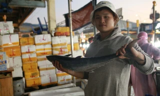 Thuyền cá cập bến Thọ Quang