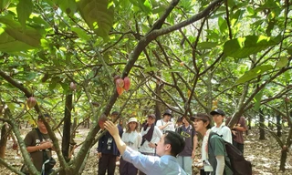 Anh Lê Văn Hoàng, Giám đốc Công ty TNHH Một thành viên cà phê Bazan Đắk Nông giới thiệu về vườn cacao