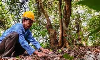 Cây con trâm bầu chỉ sinh trưởng bằng cách đâm chồi từ gốc mặc dù hằng năm ra rất nhiều quả