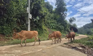 Bò của người dân đã được kéo về chăn tại bản để tránh bị giết hại