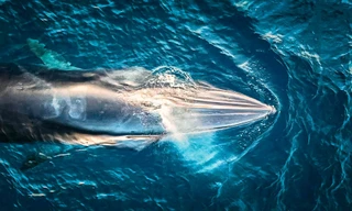 Khoảnh khắc cá voi há miệng săn mồi ở vùng biển gần bờ được anh Hải ghi lại