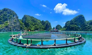 Loại lồng HDPE được làm từ nhựa siêu bền, chịu được sóng gió cấp 12, tuổi thọ trên 20 năm