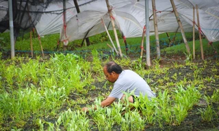 Sau cơn bão số 5, nhiều vùng rau Hà Nội thiệt hại nặng nề, khiến nguồn cung sụt giảm, giá rau xanh tại các chợ dân sinh, siêu thị tăng vọt