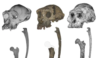 Sọ, xương trụ và xương đùi của (từ trái sang phải): một con tinh tinh, một con Sahelanthropus và một con Australopithecus 