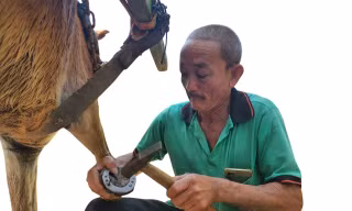 Ông Phạm Chí Bình đóng móng sắt cho ngựa