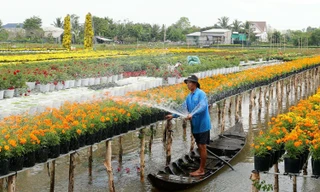 Nông dân chăm chút từng chậu hoa phục vụ thị trường Tết Nguyên đán 2026 