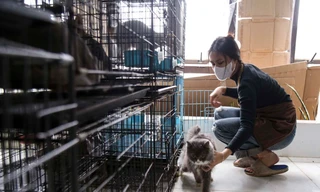 Dịch vụ trông thú cưng dịp Tết được nhiều người lựa chọn